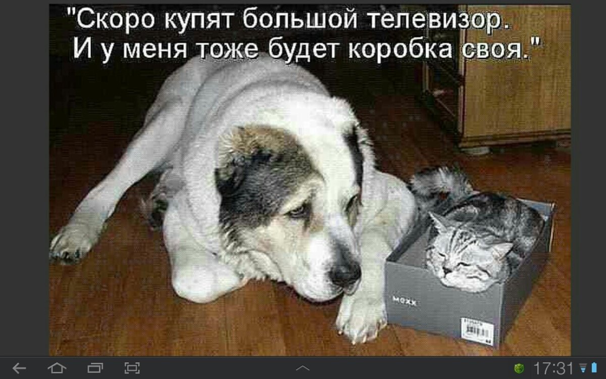 Забавные животные с надписями