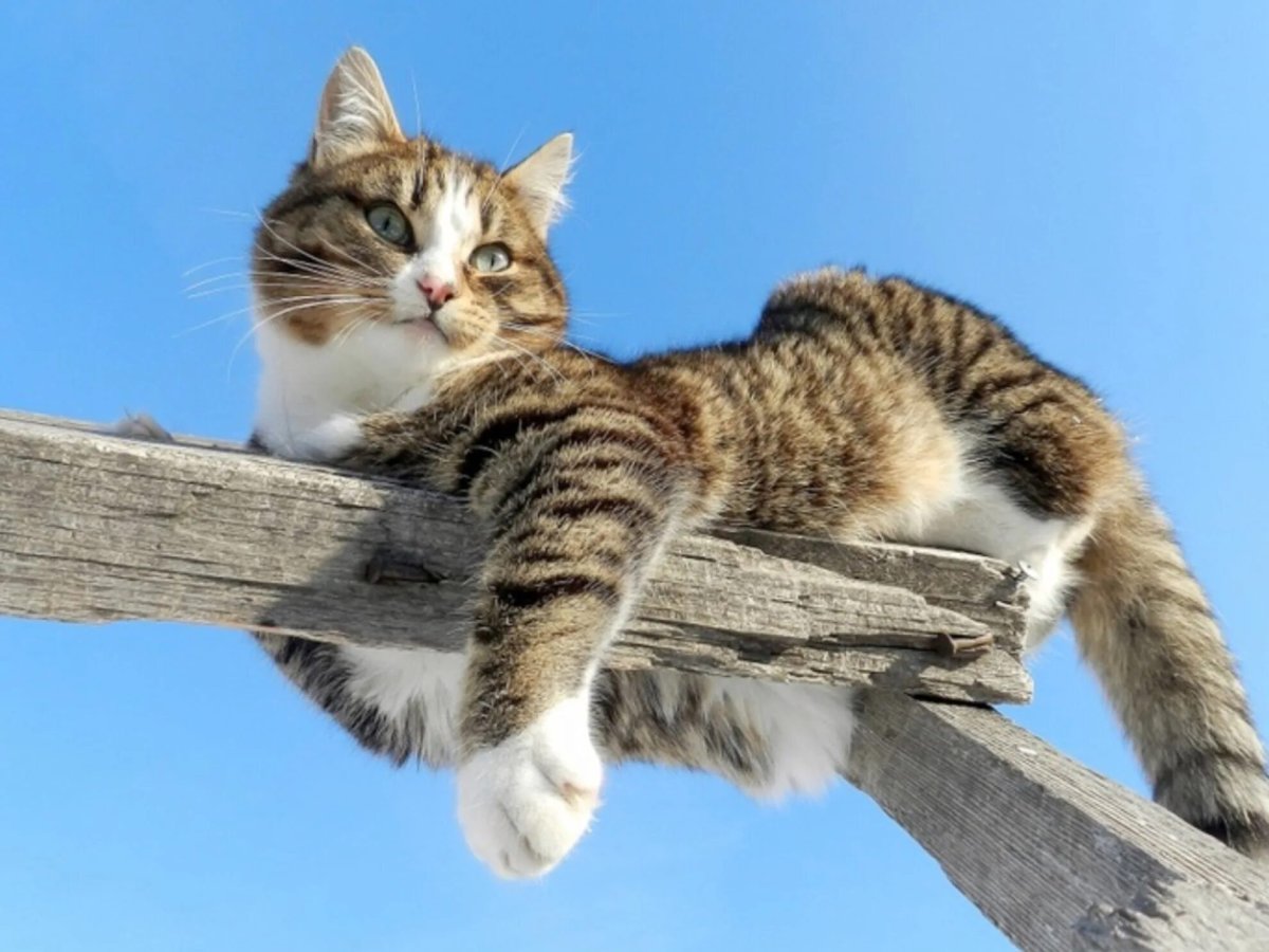 Веселые котики с надписями