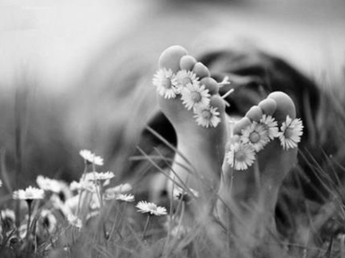 Ножки с ромашкой