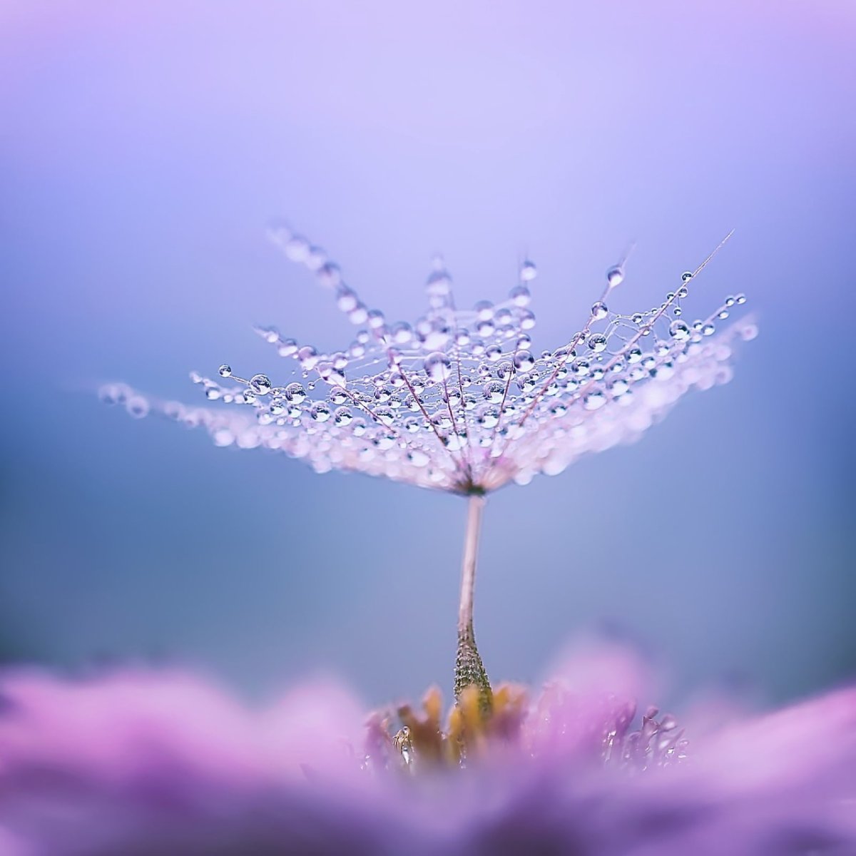 Совершенство природы