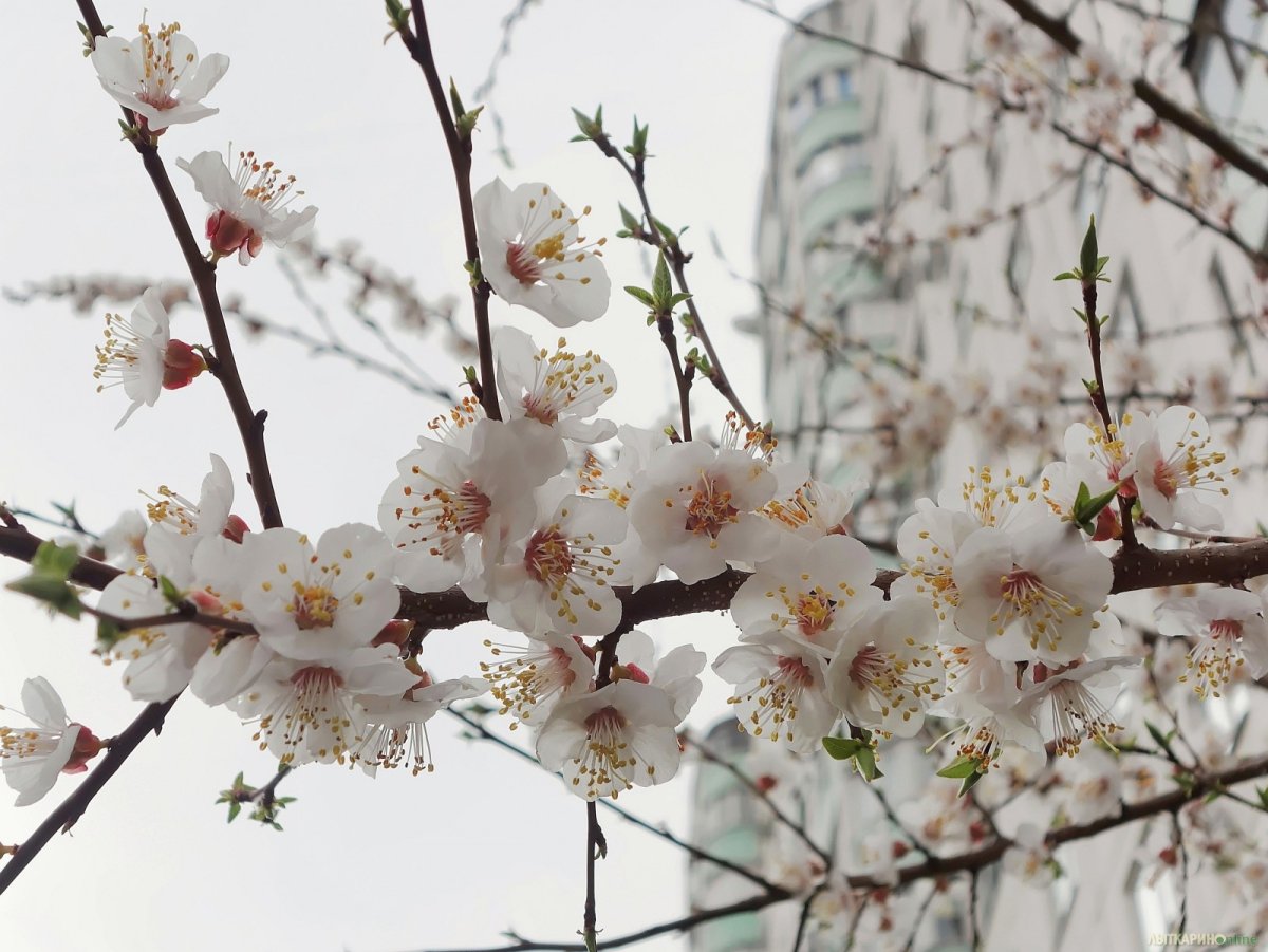 Май месяц Эстетика