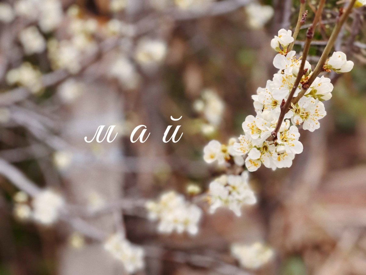 Анжелика Самолчева