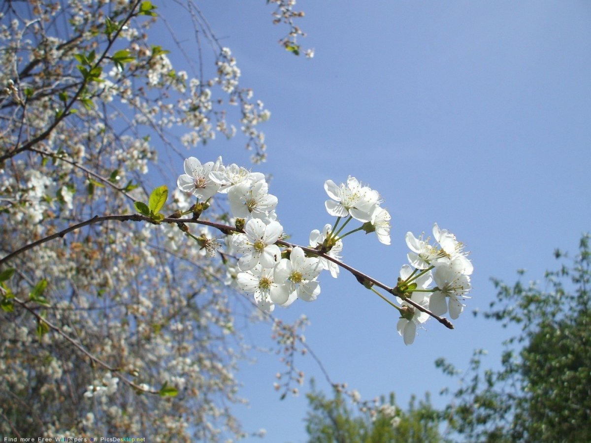 Май природа