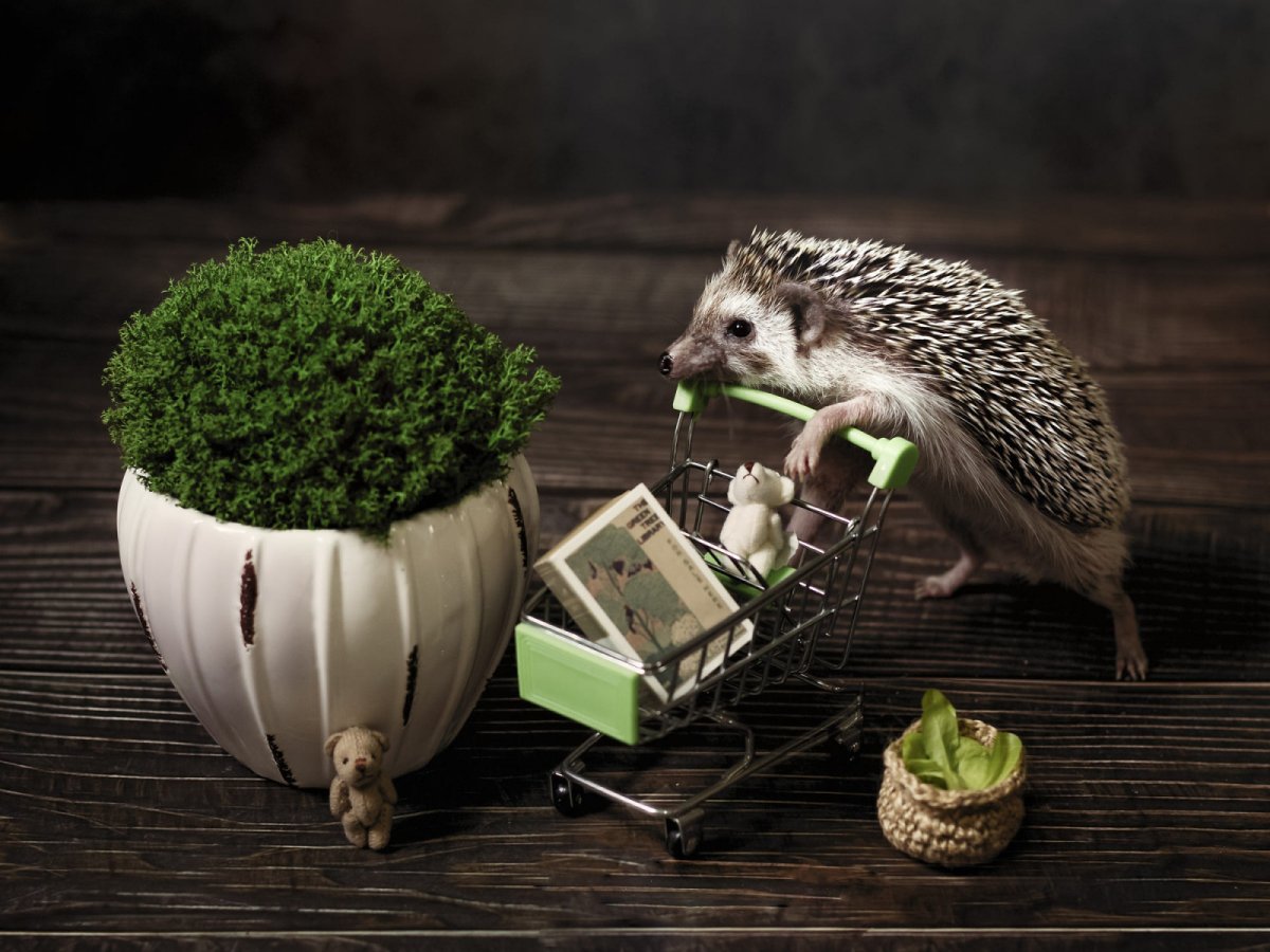 Еж с книгой