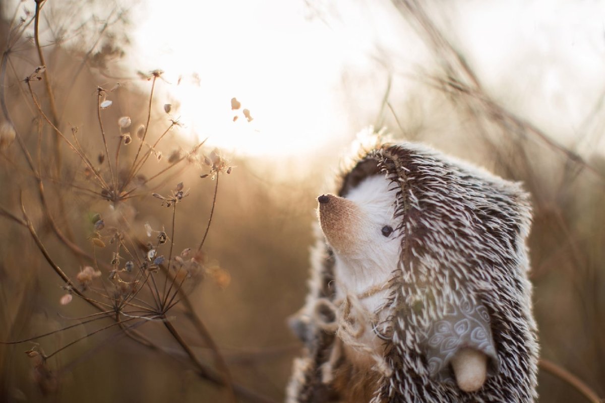 Одинокий Ежик
