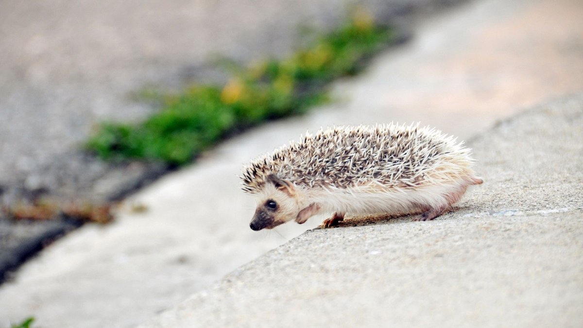 Индокитайский еж