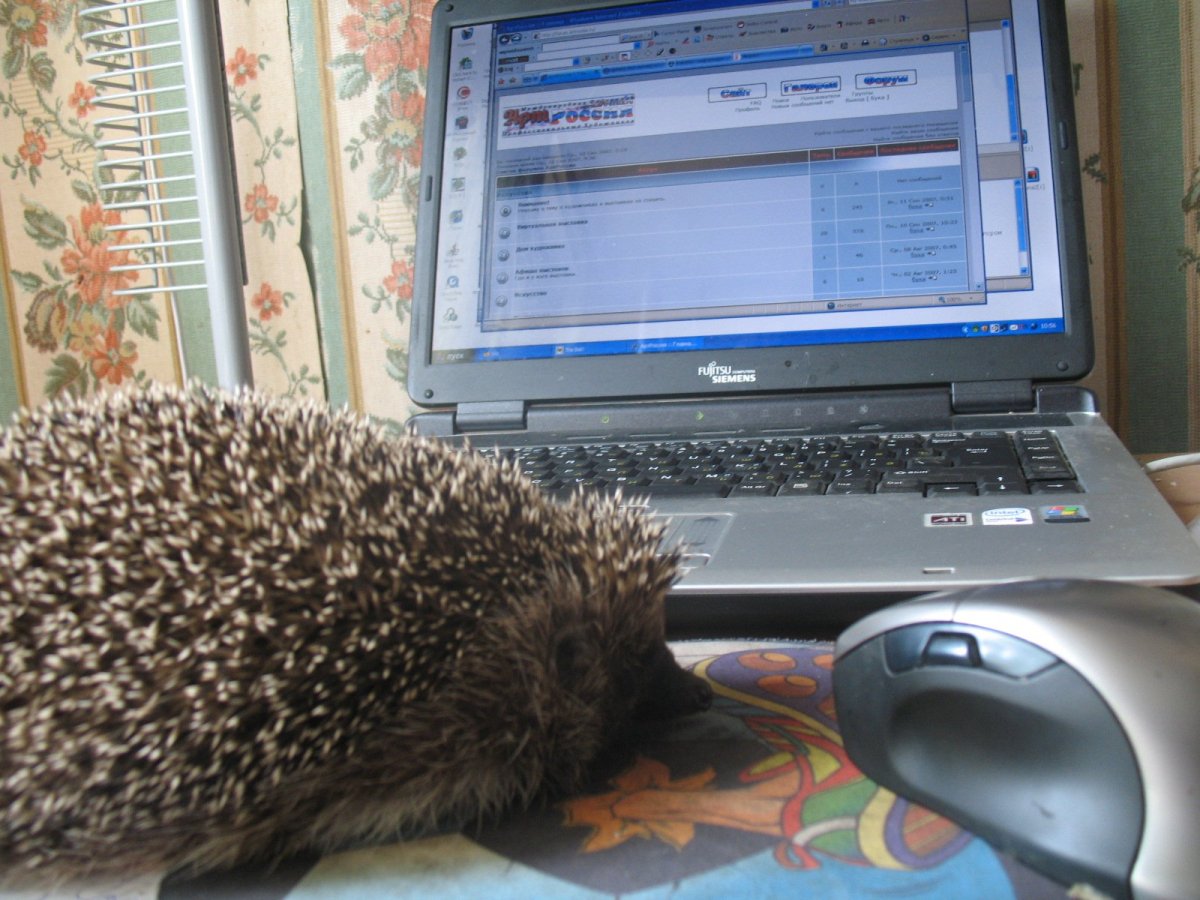 Ежик за компьютером