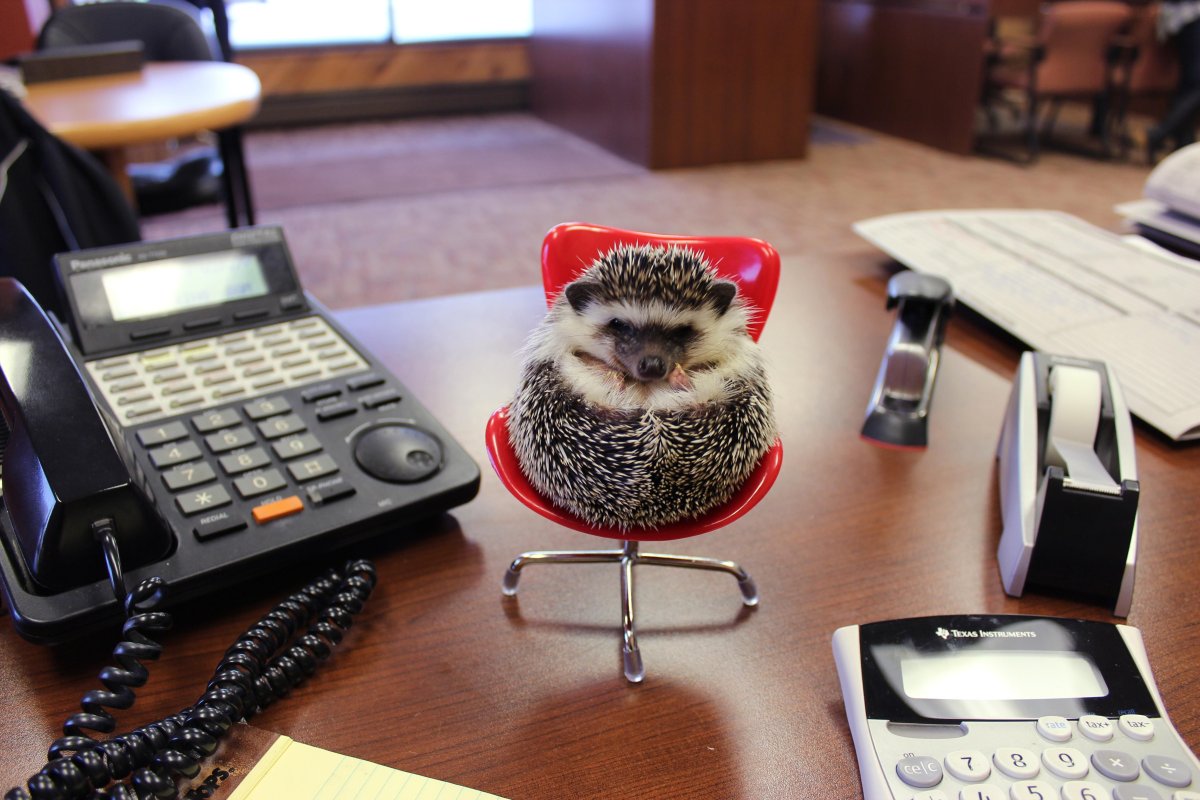 Ёж начальник