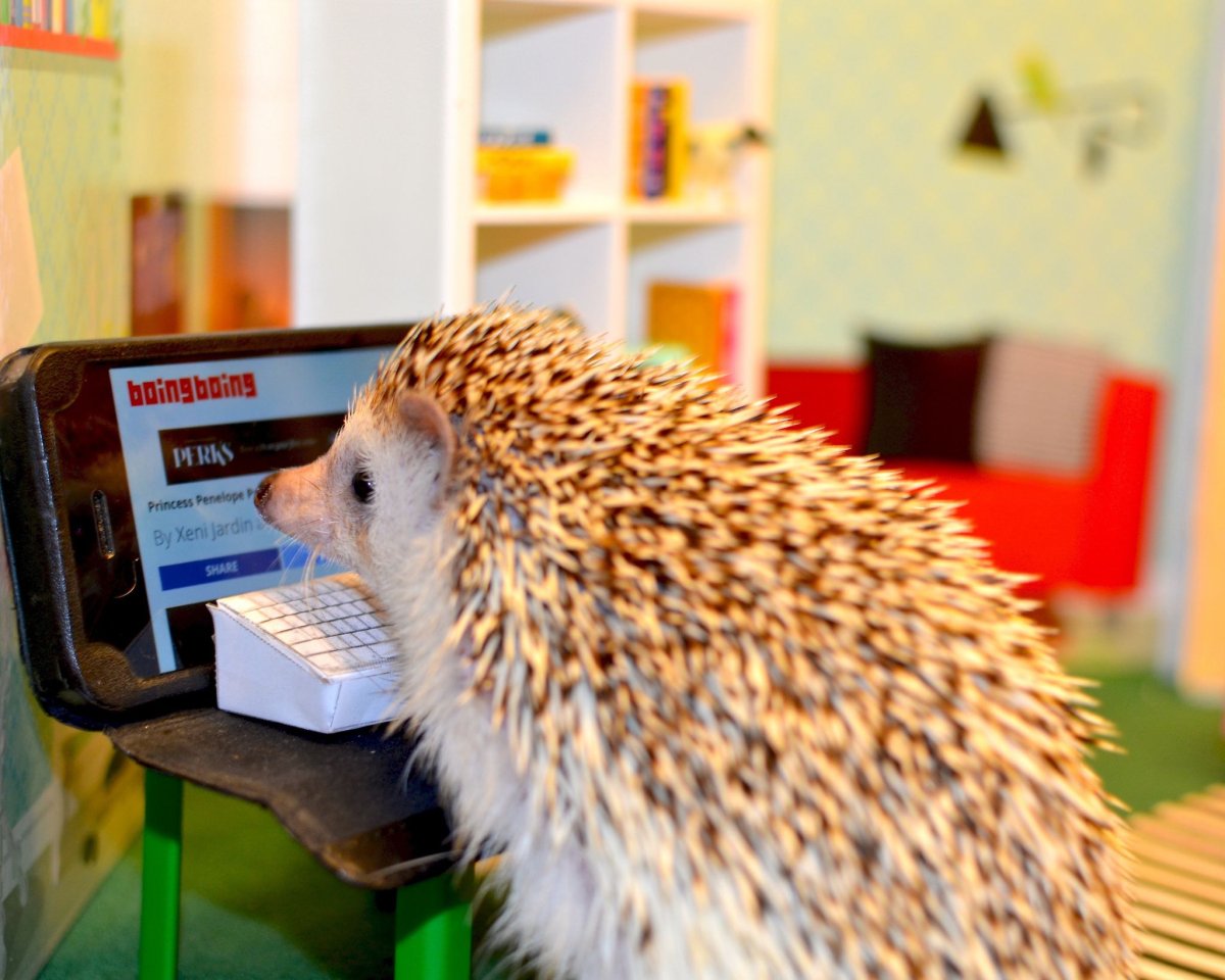 Ежик с ноутбуком