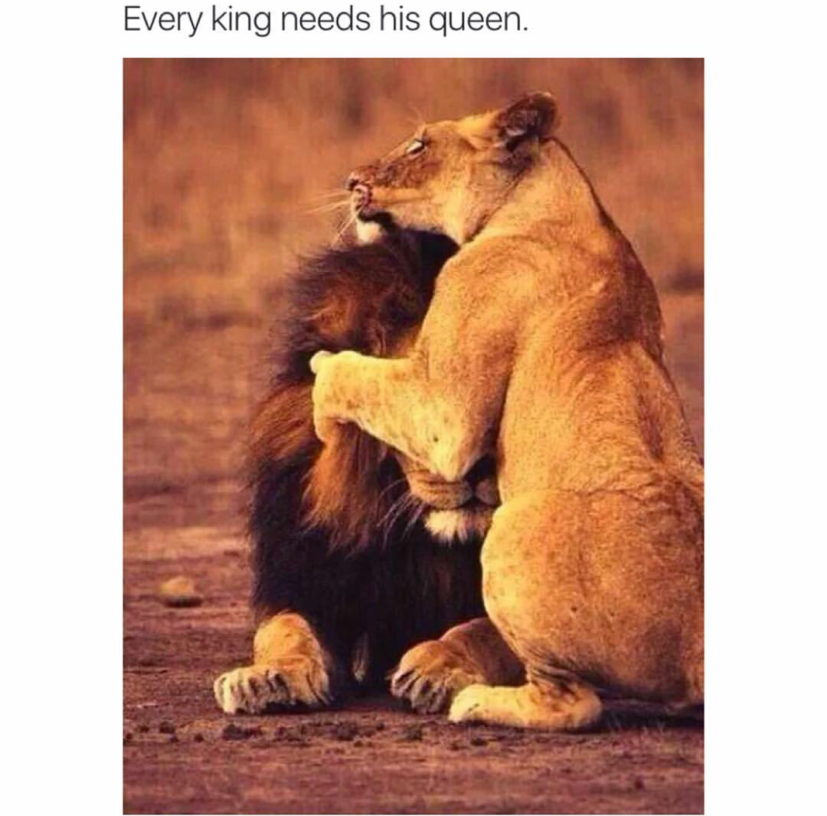 Мой сын мой Лев