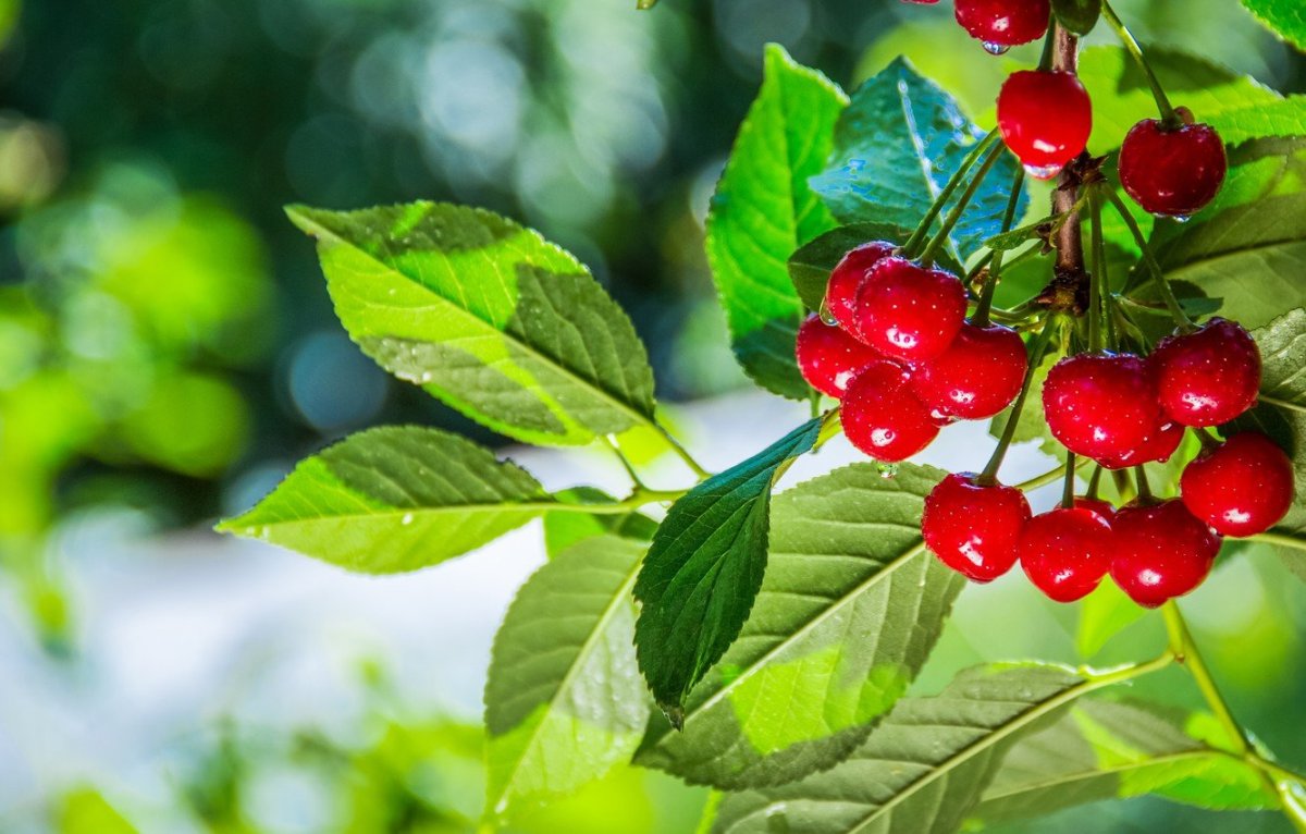 Зонтичные растения вишня