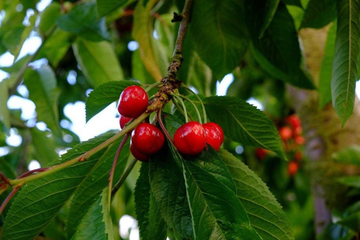 Черешня дичка