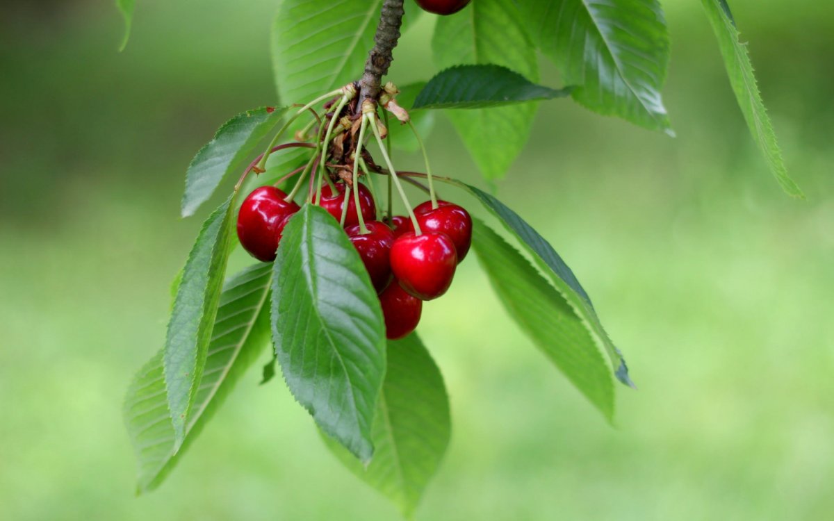 Ветка вишни