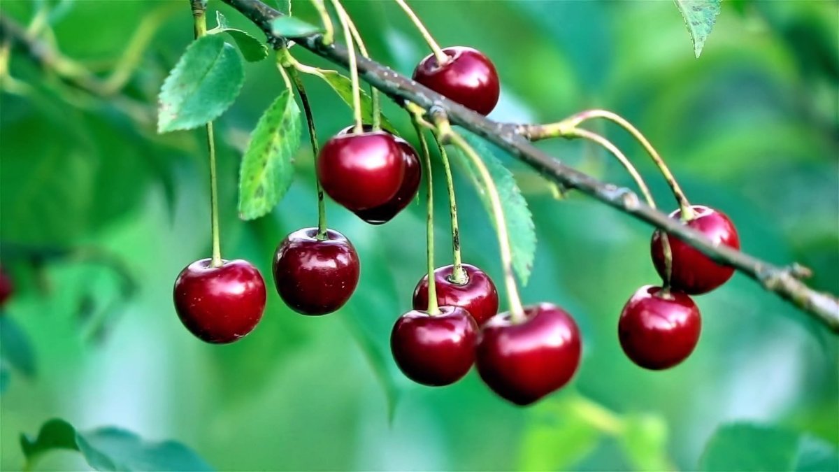 Вишня Волочаевская