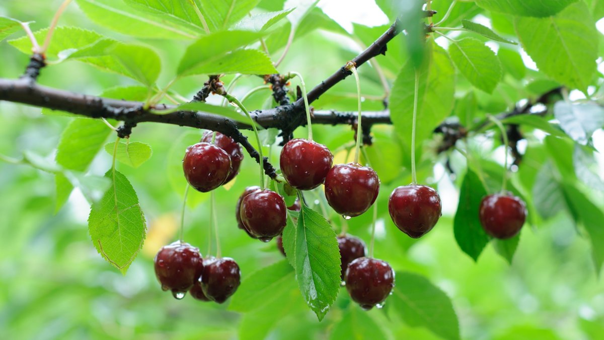 Вишня Шпанка дерево