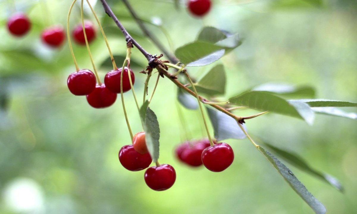 Неспелая вишня