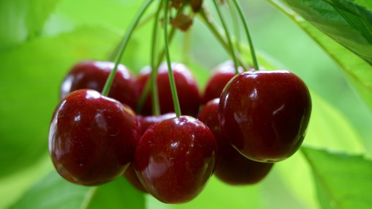 Вишня дерево с плодами