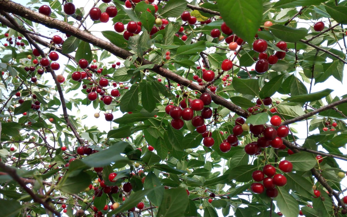 Черешня на ветке