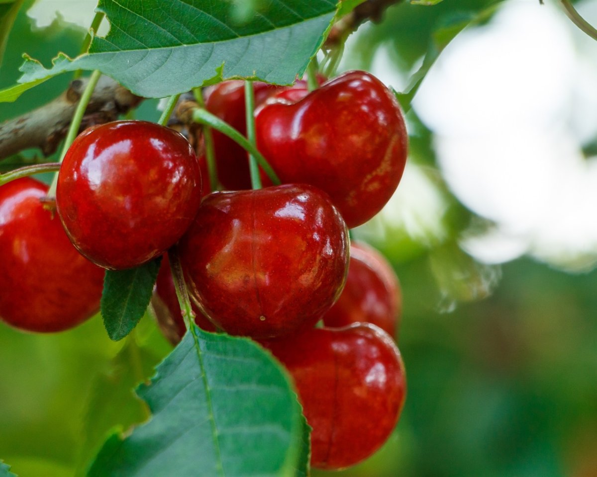 Традиционная японская живопись Сакура