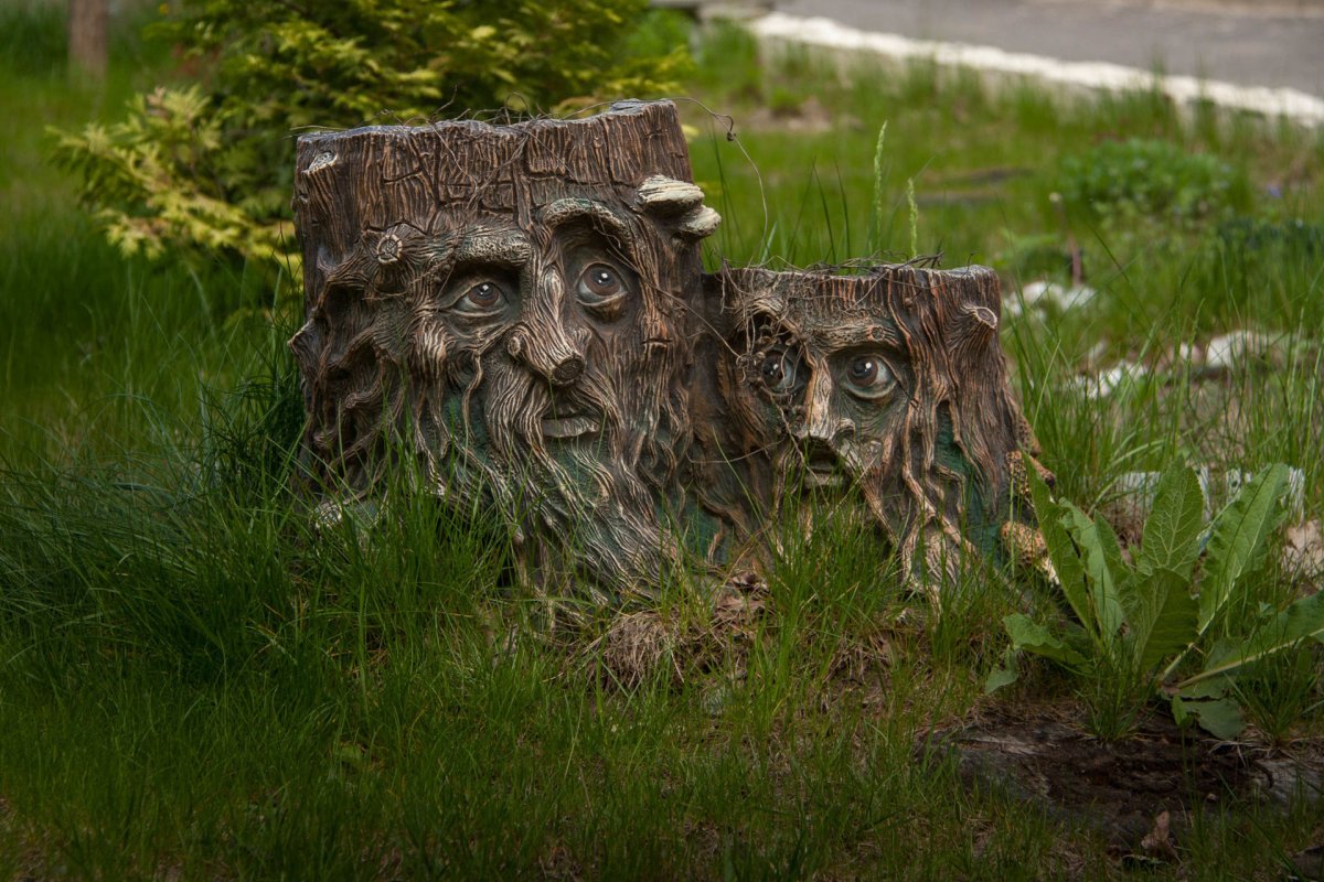 Пенек с глазами