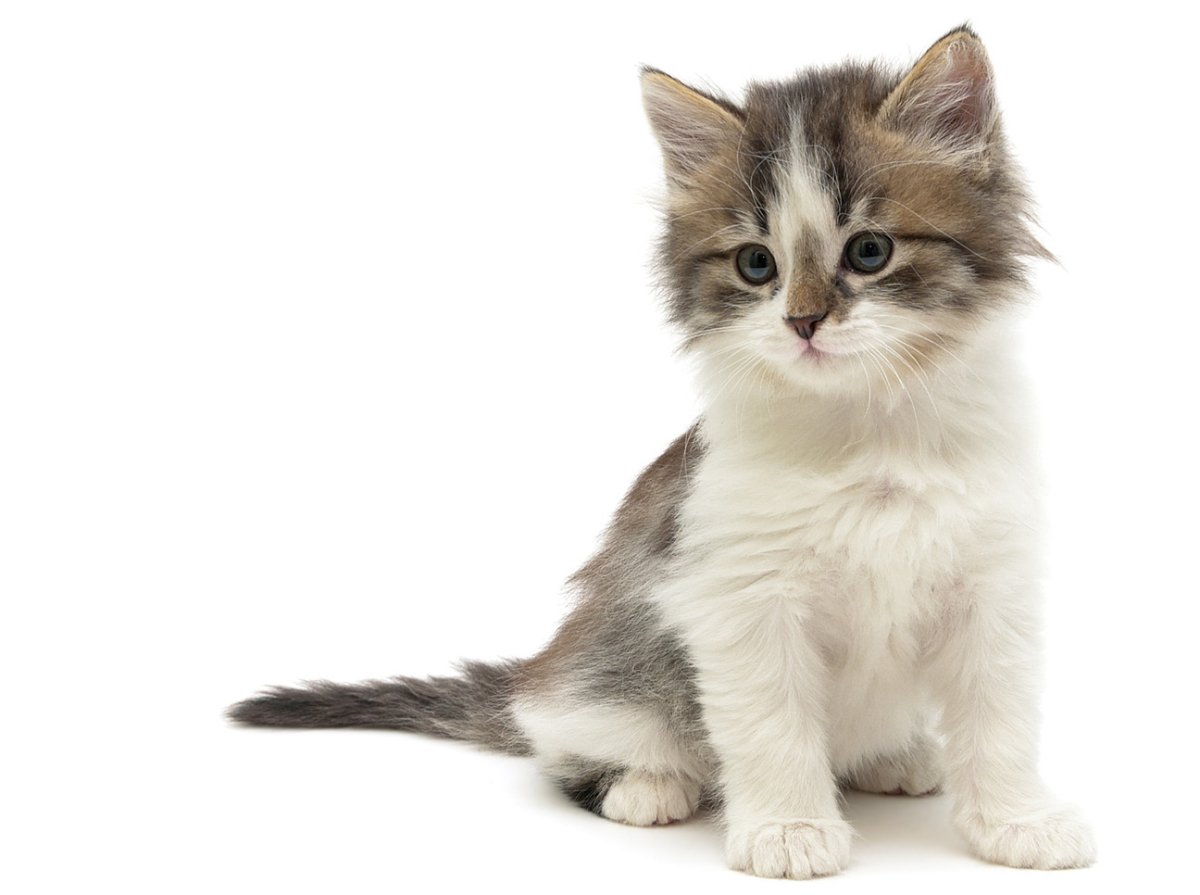 Котенок сидит