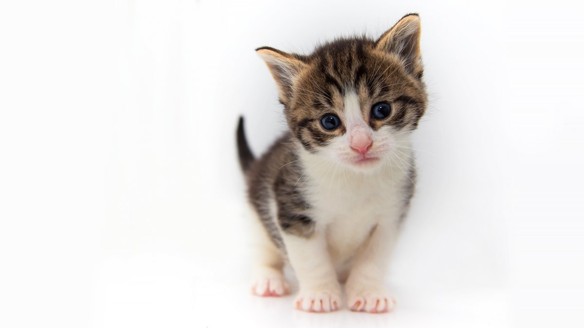 Белый котенок