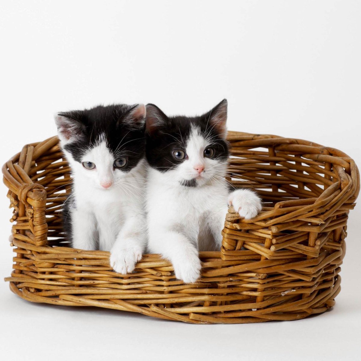 Белый котенок на белом фоне