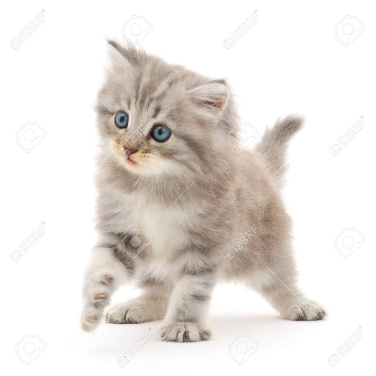 Котенок на белом фоне для детей