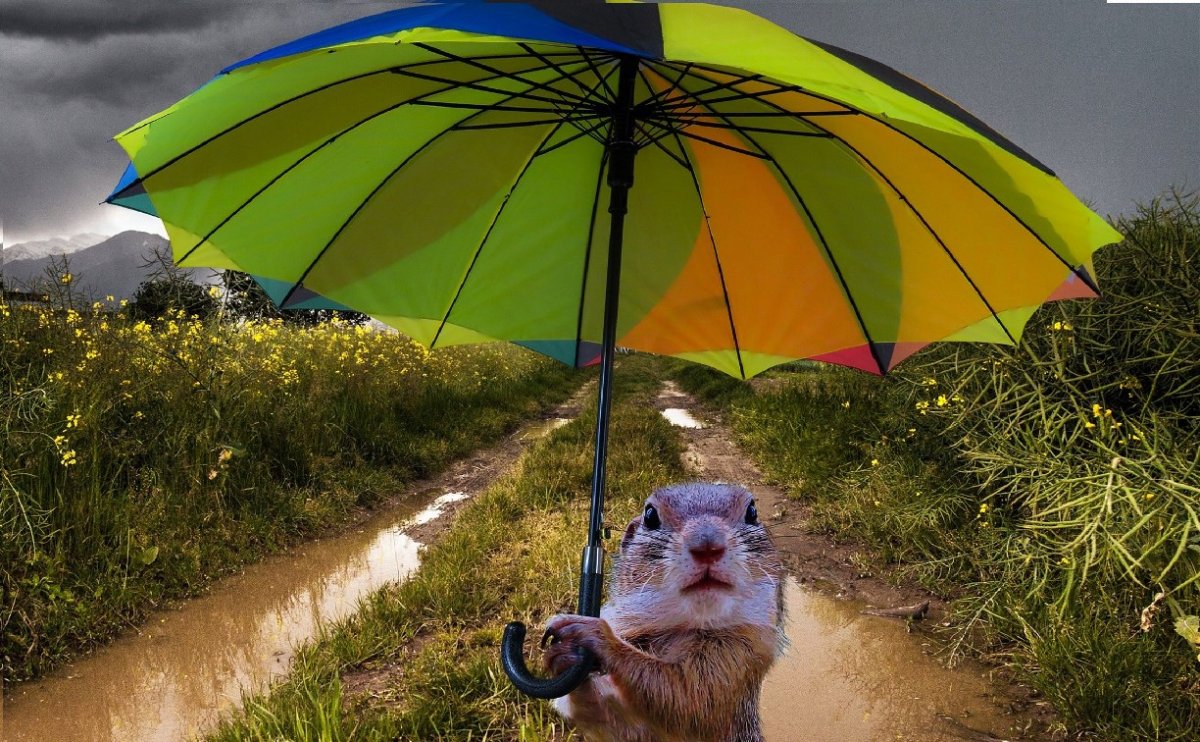 Животные радуются дождю