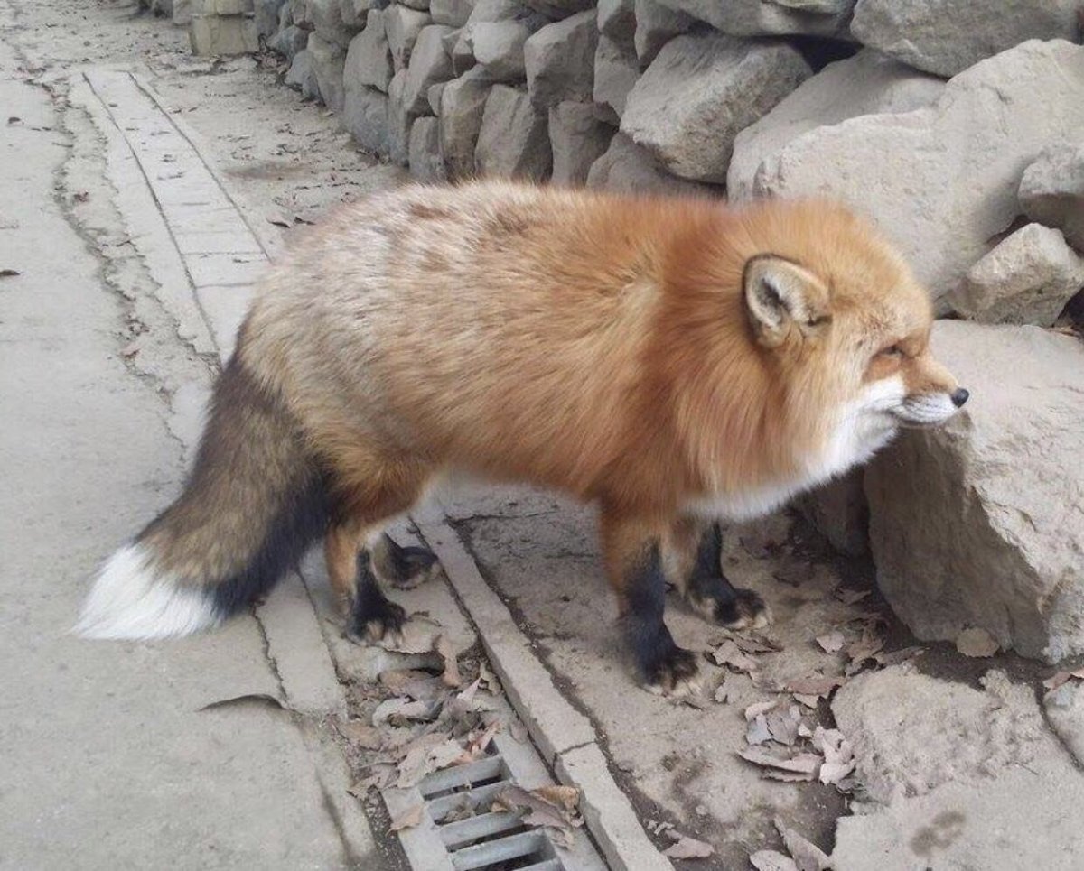 Пухлые лисы