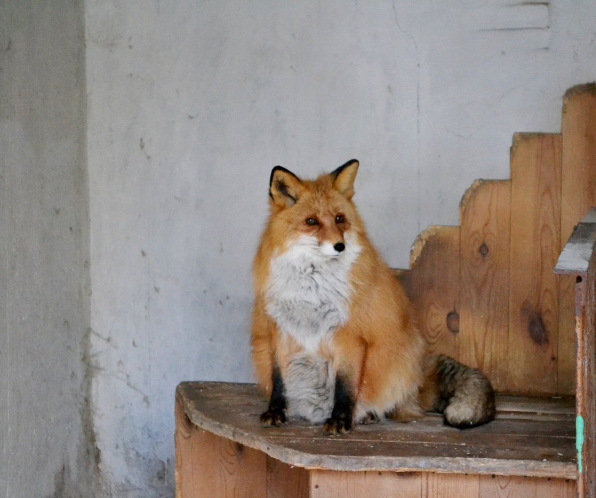 Толстая лиса