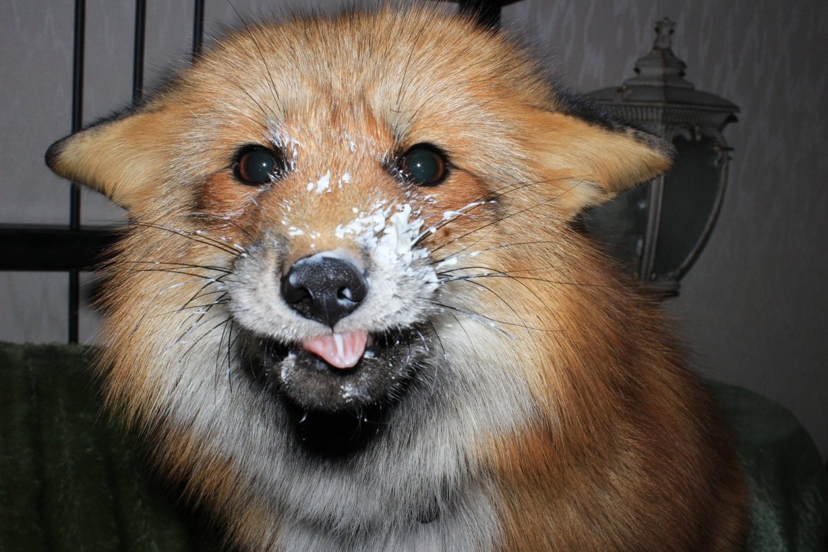 Лиса в сметане