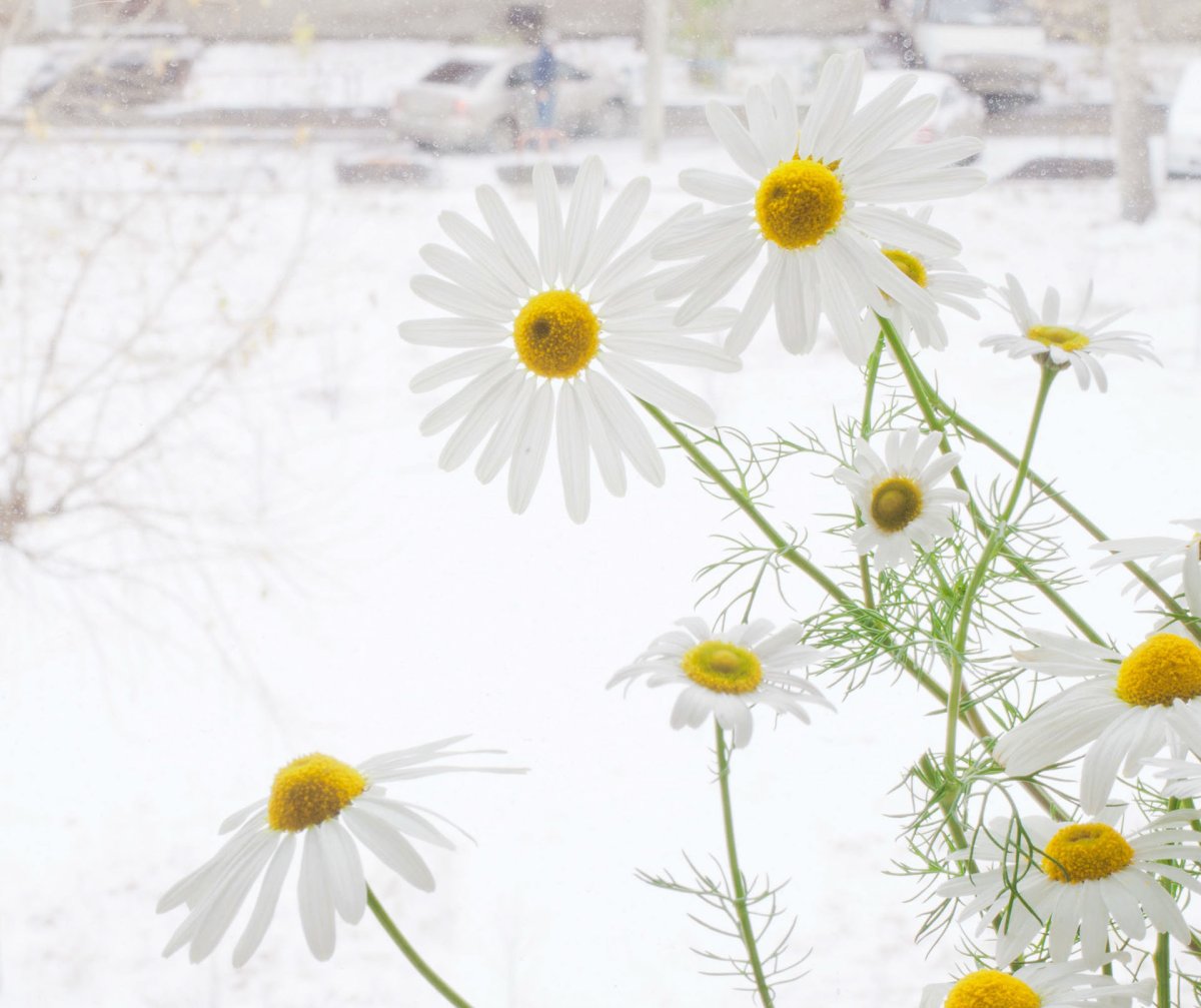 Ромашки в снегу