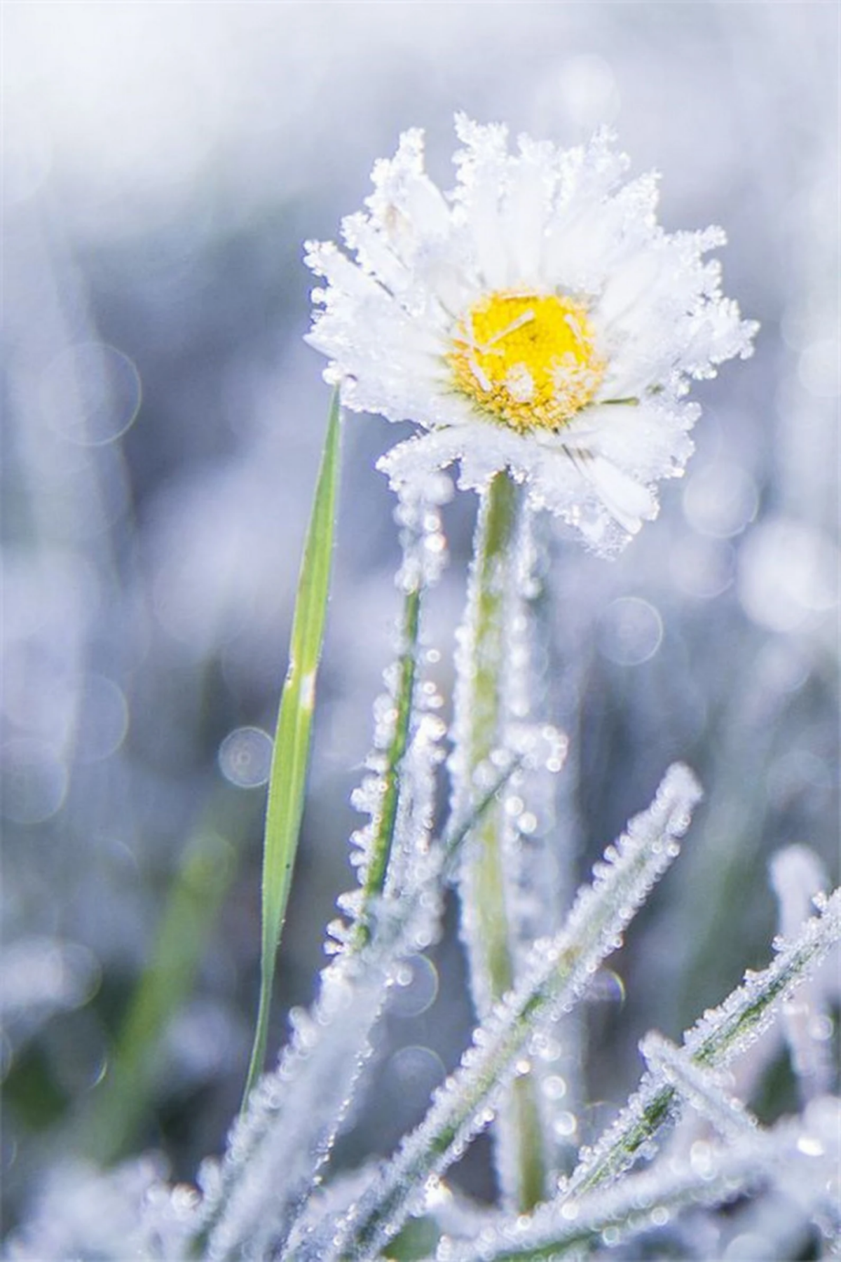 Цветы в снегу