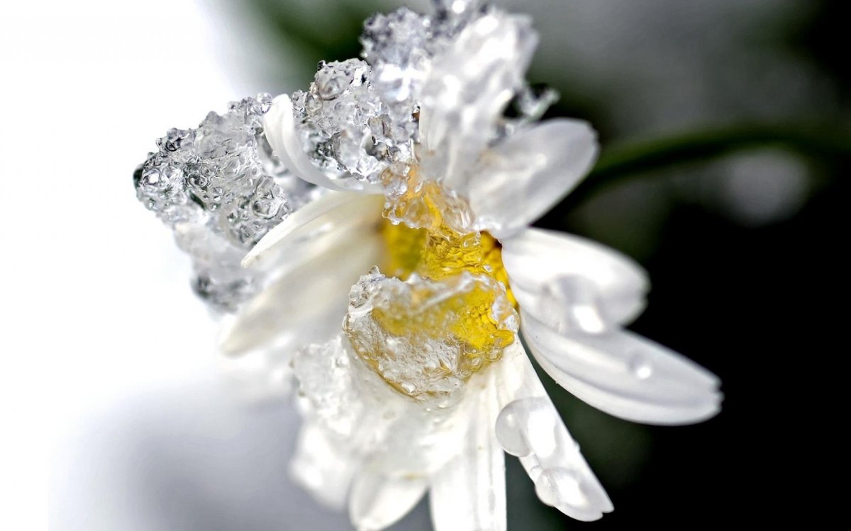 Winter Drop цветок