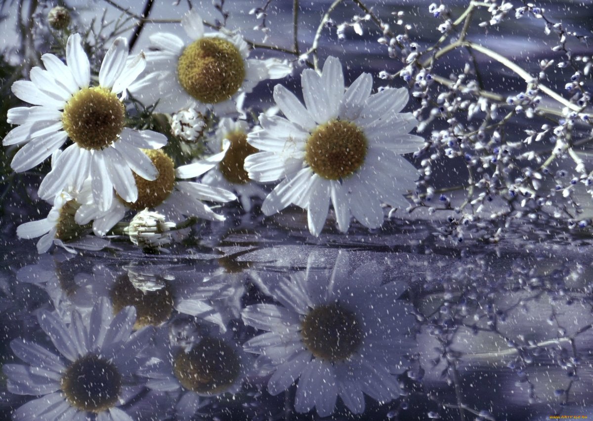 Букет ромашек на снегу