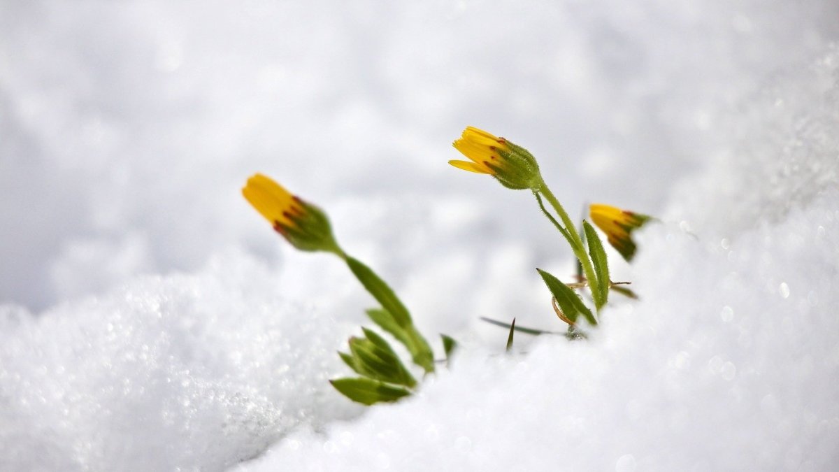 Снег цветы Минимализм