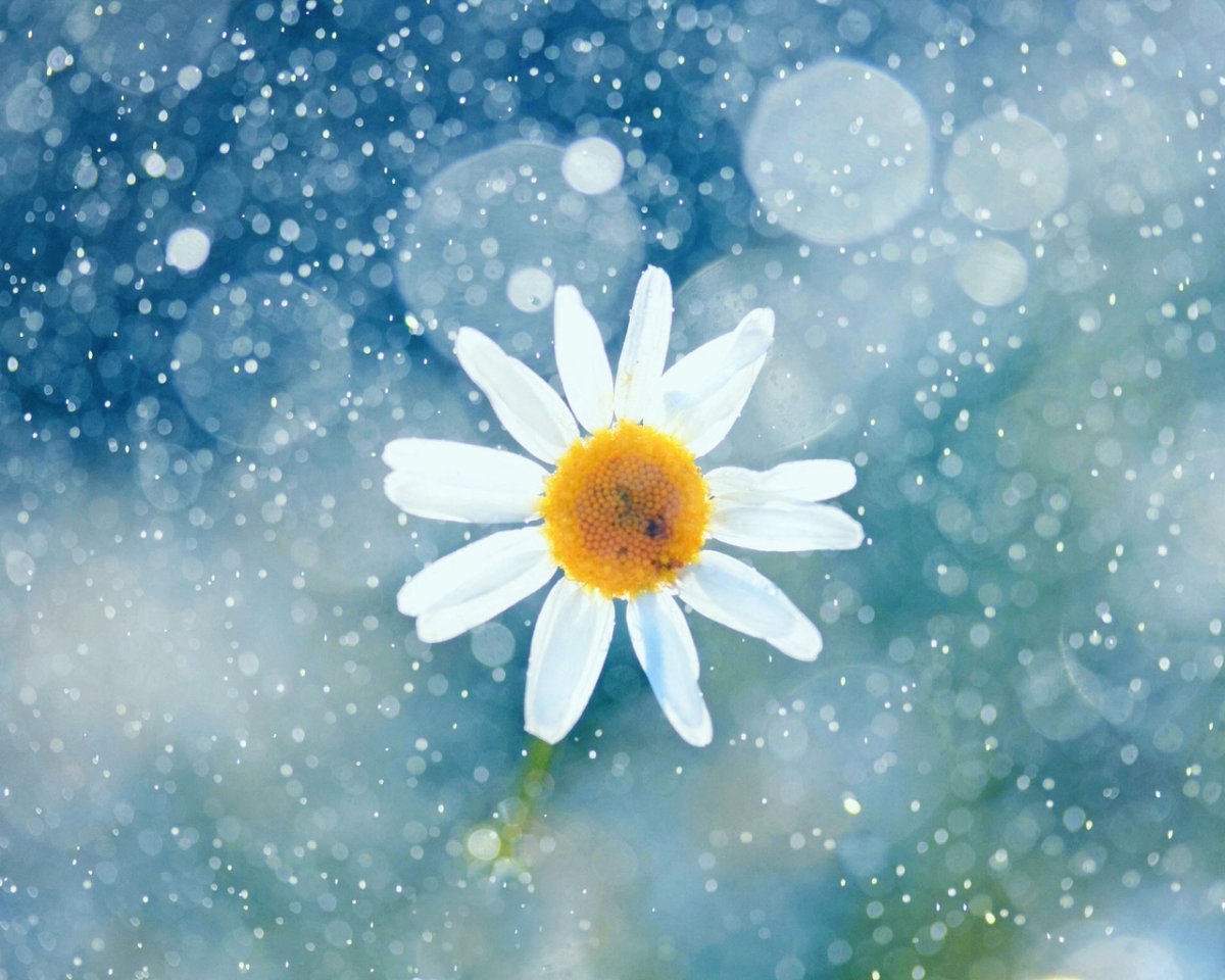 Ромашки зимой