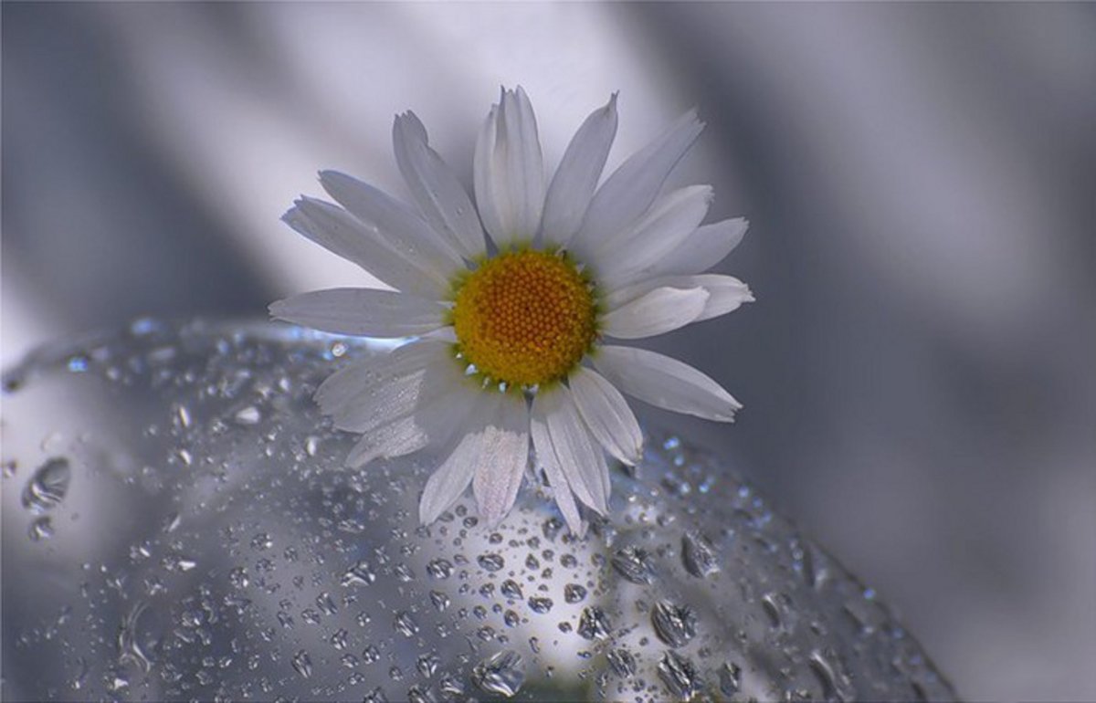 Ромашка с капельками
