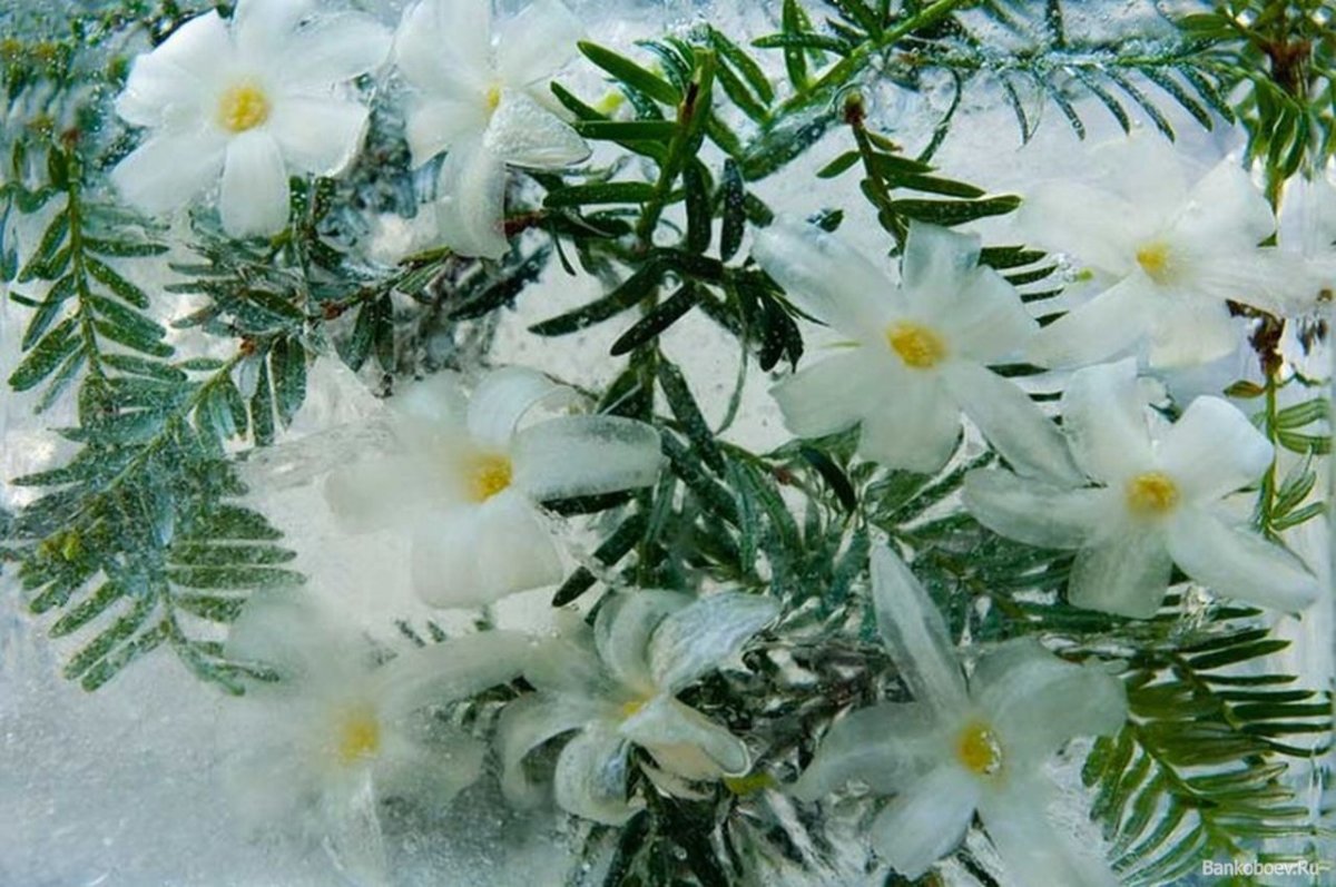 Цветы белоснежные зимние