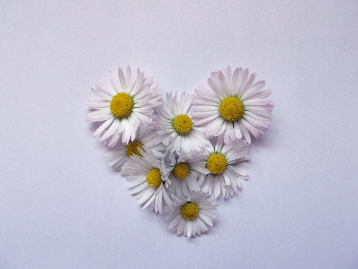 Обои с ромашками из пинтереста