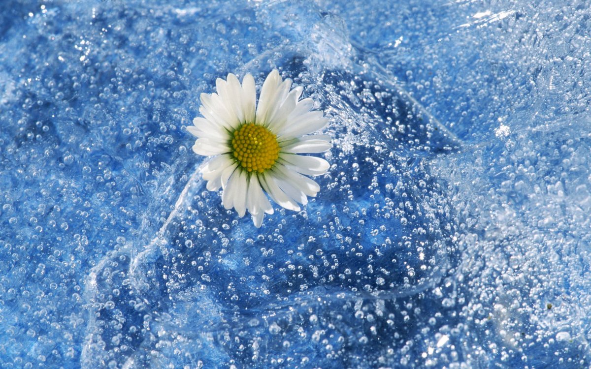 Цветы на фоне воды