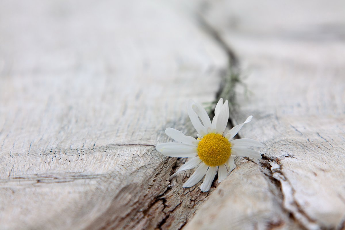 Ромашка на фоне грязи