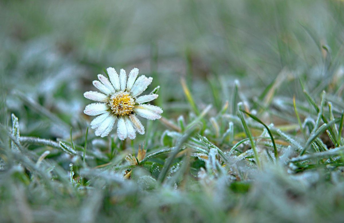 Маргаритка под снегом