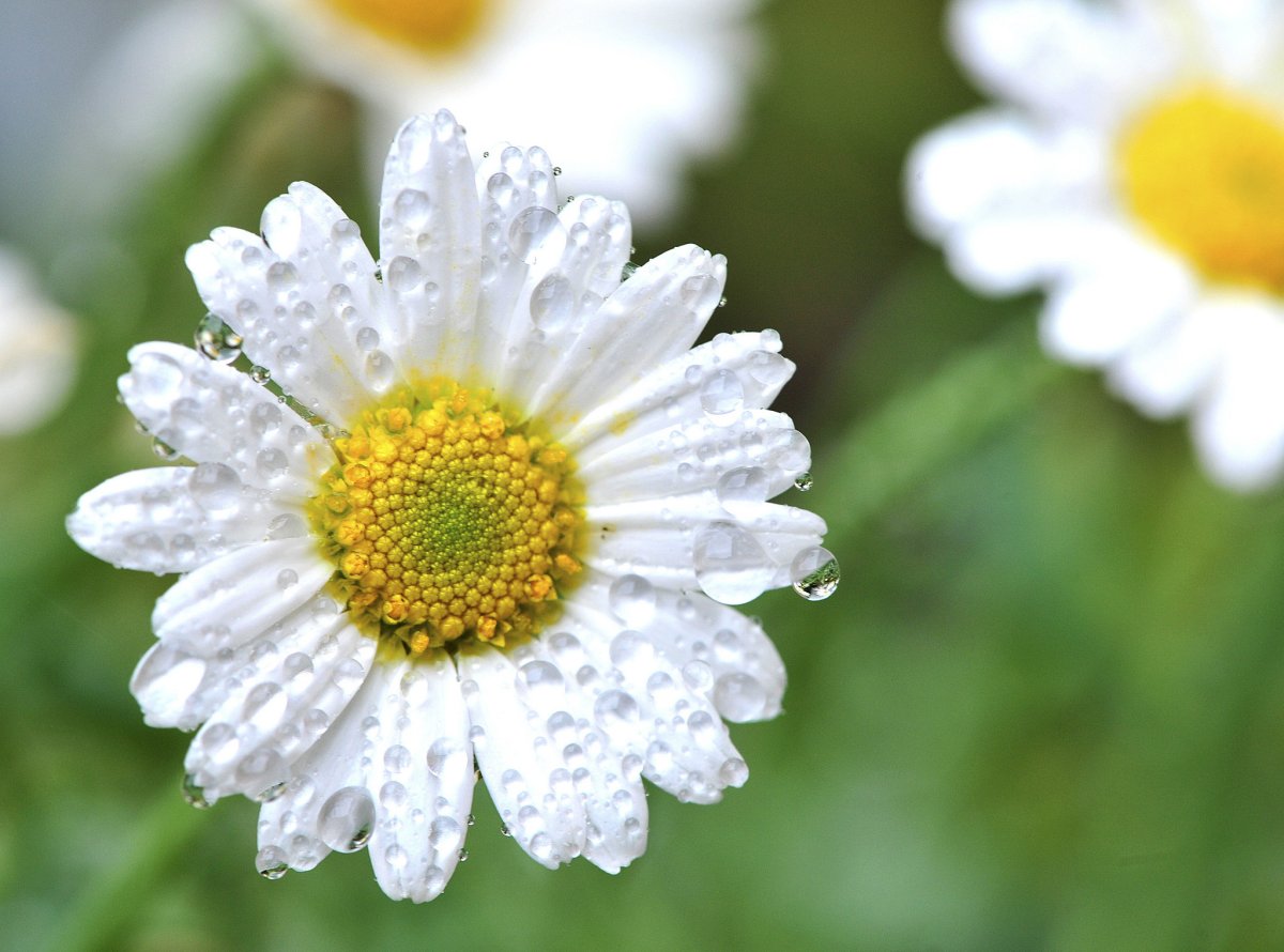 Ромашка Макросъемка