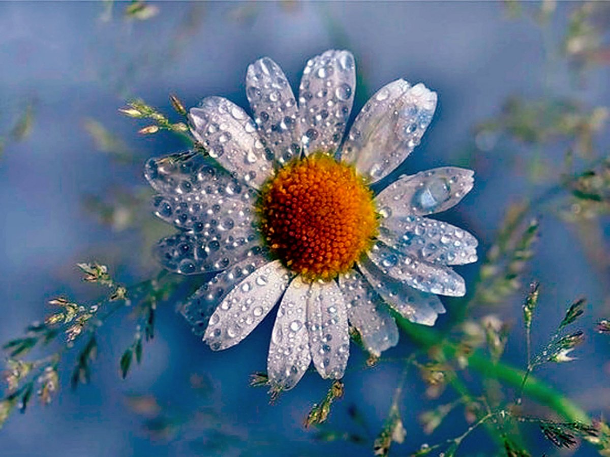 Ромашка в каплях дождя