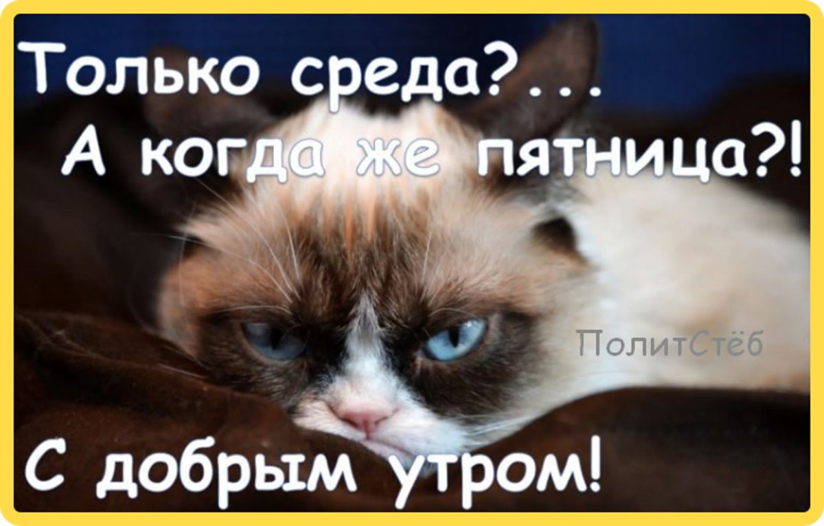 Смешные пожелания с добрым утром