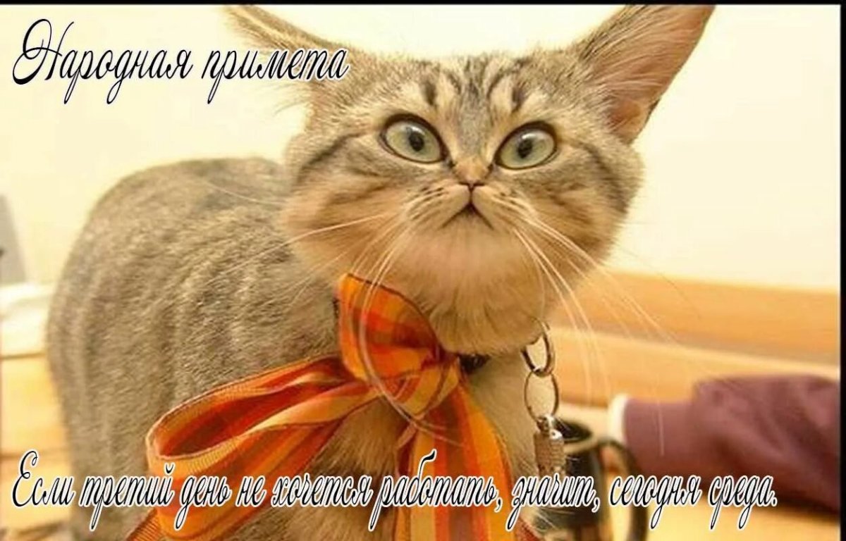 Кот медитирует