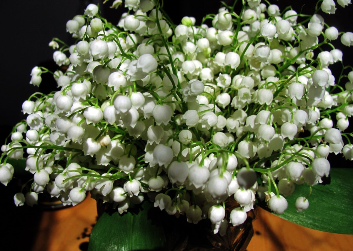 Ландыш Майский