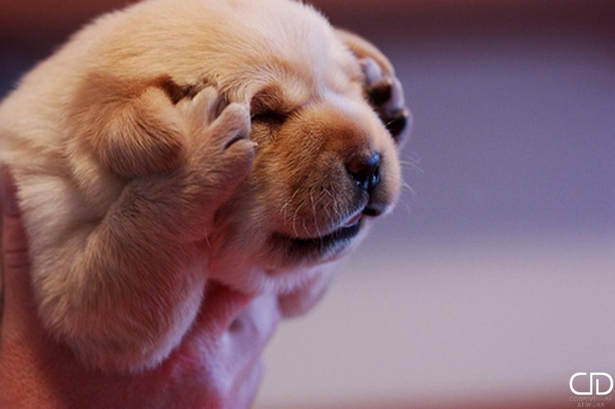 Картинки прикольные демотиваторы